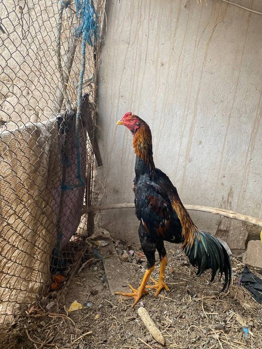 Продам дакана срочно