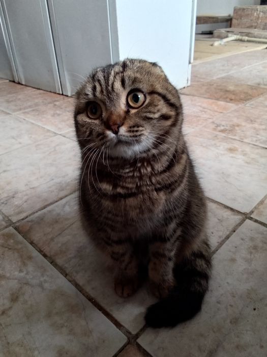 Вислоухая кошка, домашняя