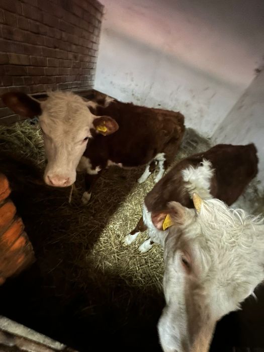 Продам коров с телятами