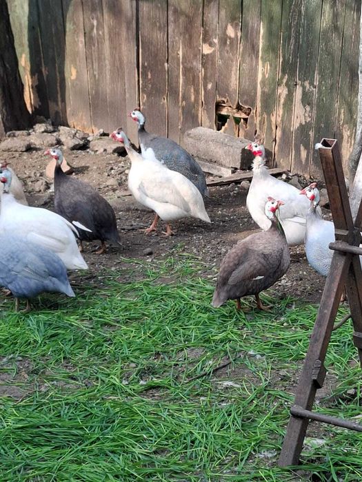 Oua de bibilica pentru incubat