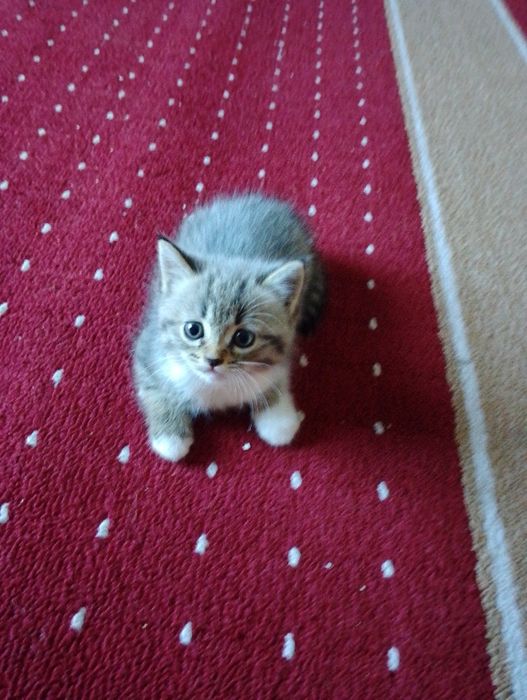 Mushuk Britaniyalik  zotli