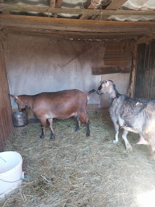 Capre de rasă de vânzare
