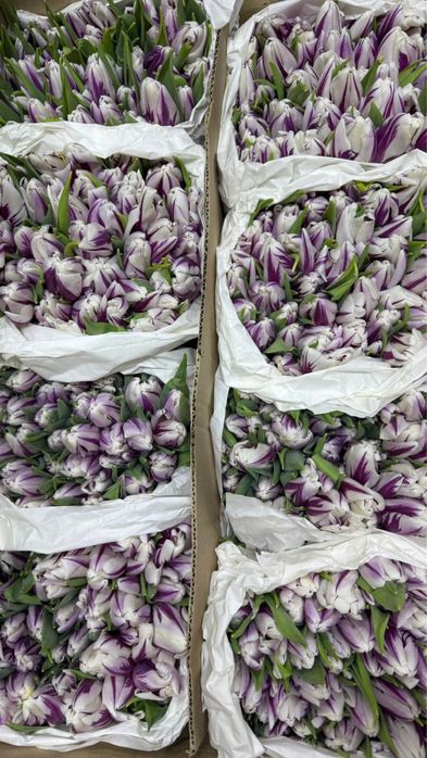 Тюльпаны по низким ценам