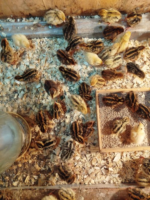 Продажа перепелов