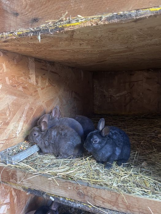 Rex pitic iepuri penteu companie