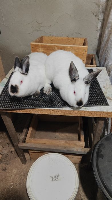 Калифорнийски зайци