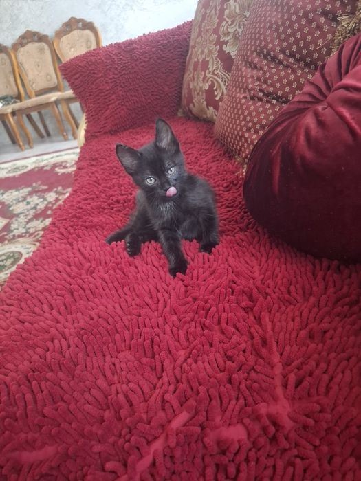 Отдам котят мальчик и девочка