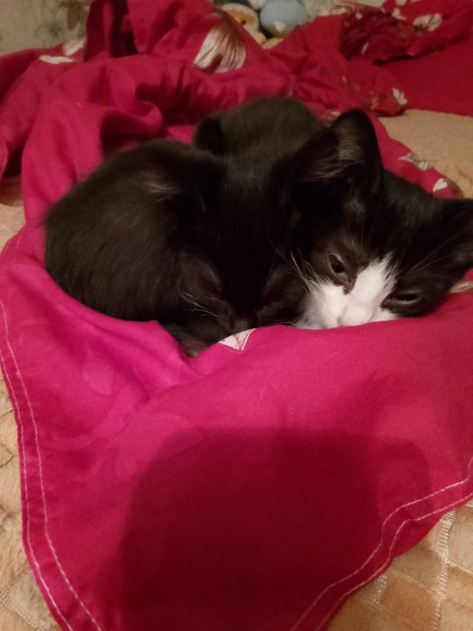 Девочки солнышки в добрые руки