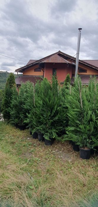 Mesteacăn Tei platani leylandi chiparos