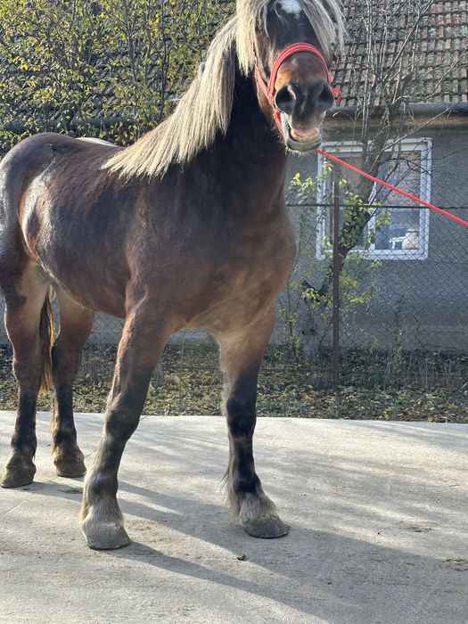 Mânza de 2,5 ani 172 inaltime