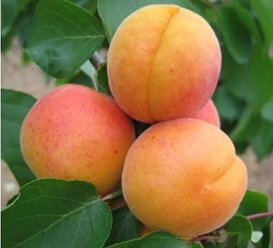 Pomi Fructiferi Clasici