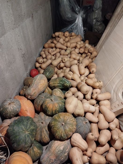 Продам тыкву Японка