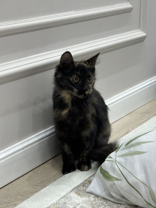 котенок в добрые руки
