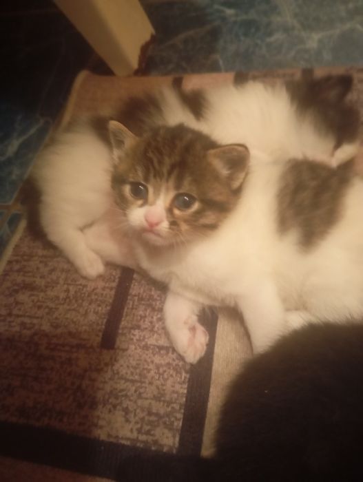 Котята домашние им чуть больше месяца