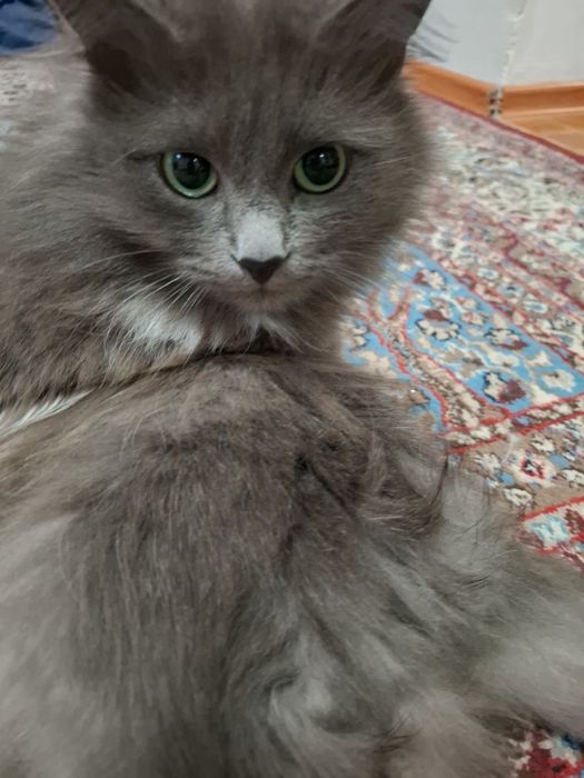 Продам кошку родословную