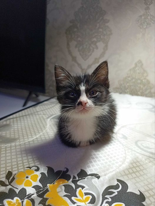 Отдам котёнка в хорошие руки мальчик