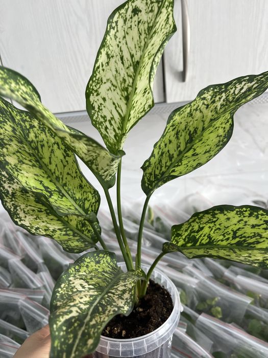 Комнатные растения