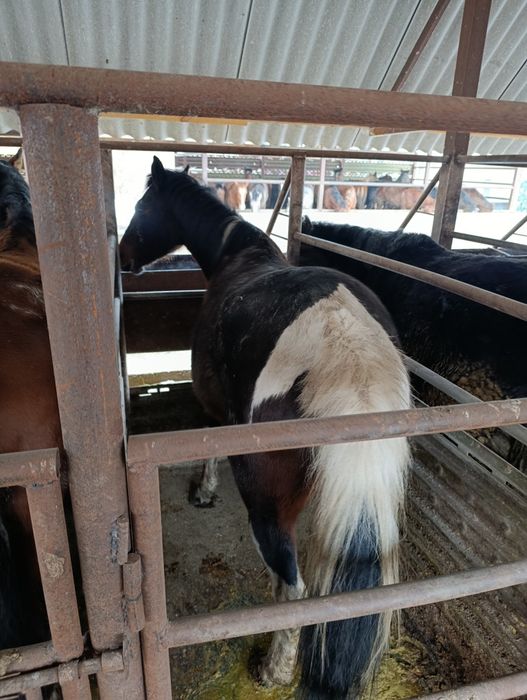 Жылқы,Тай,Бие,Байтал,Құнан