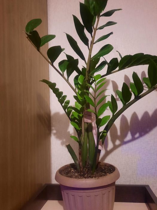 Комнатные цветы не дорого,без пересадки.,обработаны от паразитов