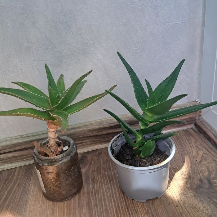 Стайни цветя ходя и алое