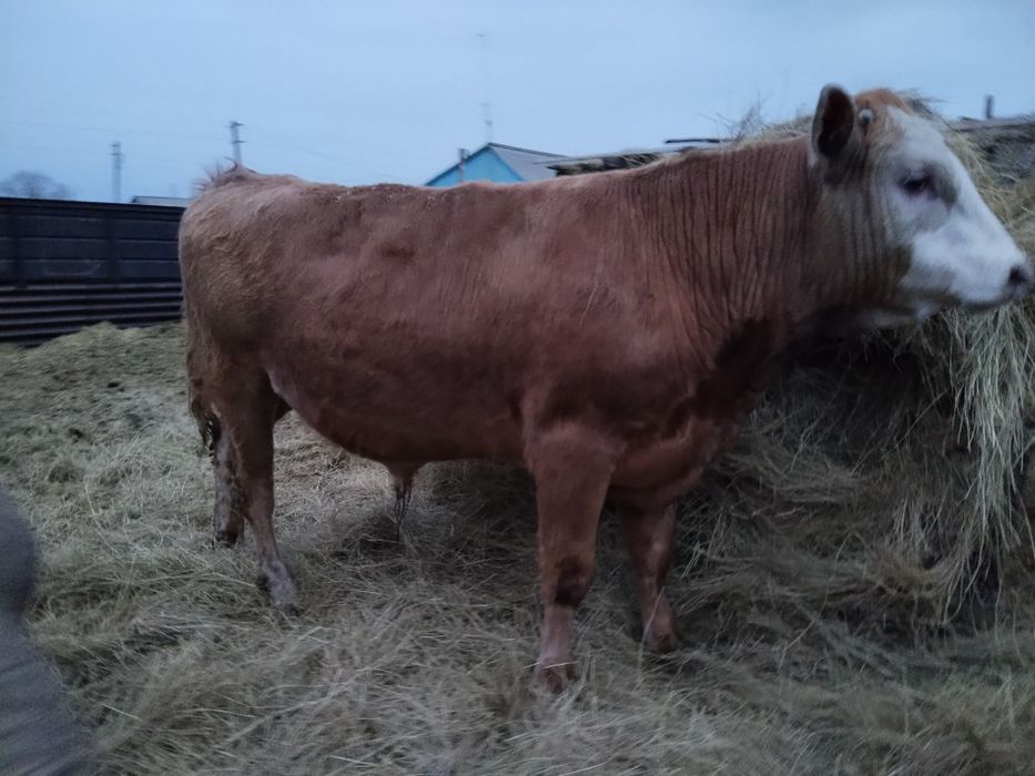 Продам бычков на племя