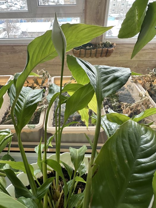 Комнатные цветы укоренившиеся