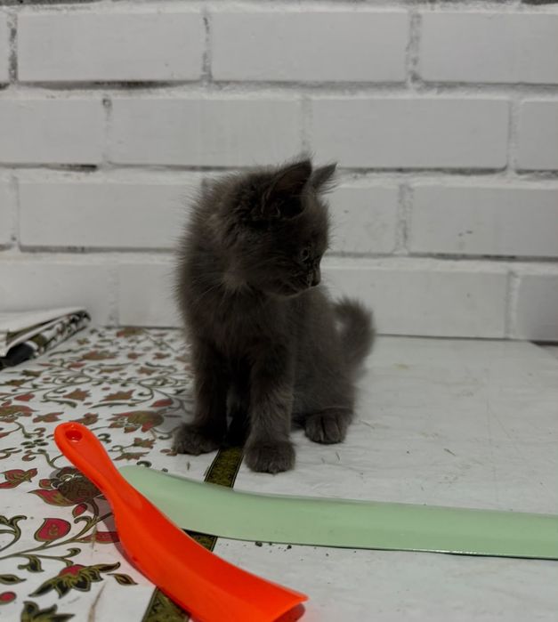 Отдам котенка в добрые руки