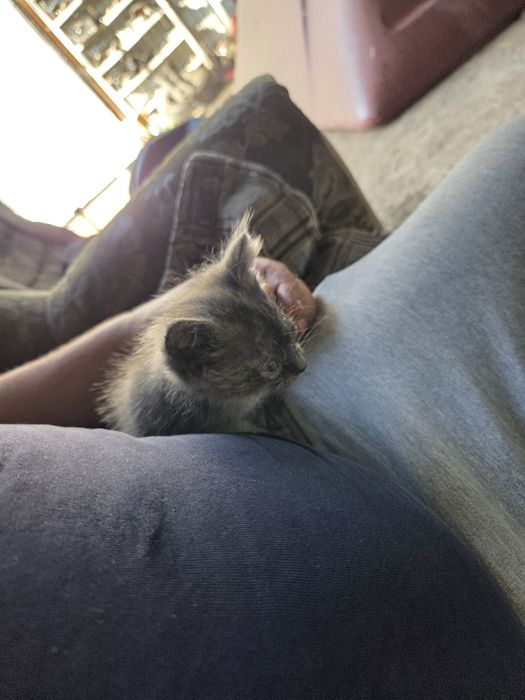 Бесплатно котёнок