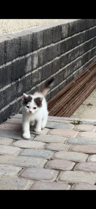 Котятам 1,5 мес.