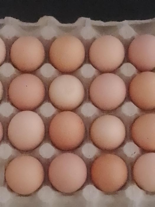 Oua de incubat gaini brahma