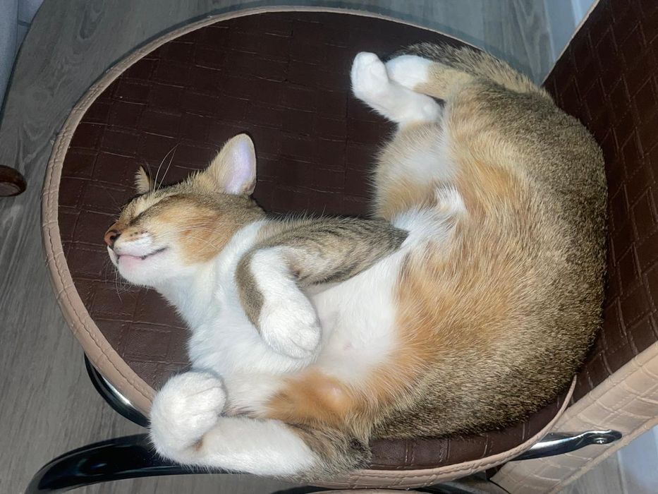 Отдам в хорошие руки