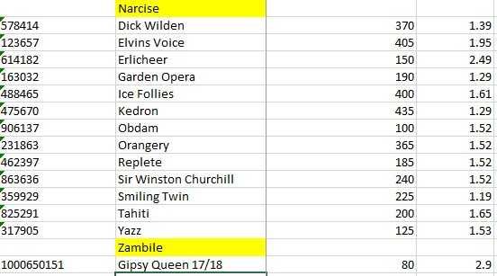 Bulbi de lalele, narcise si zambile - Lichidare de stoc! Pret engros!