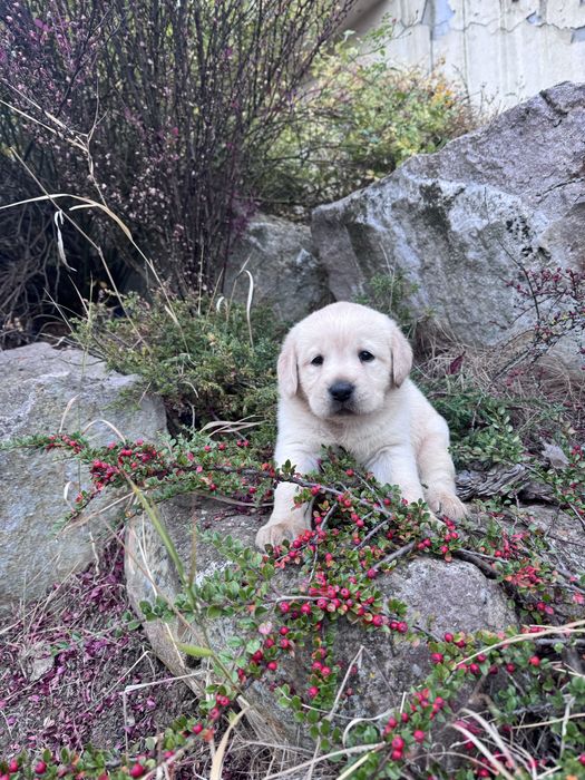 Puiut labrador mascul cu pedigrre