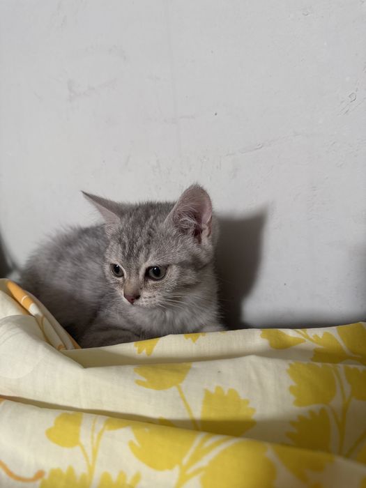 Чысты кошки шотландскы