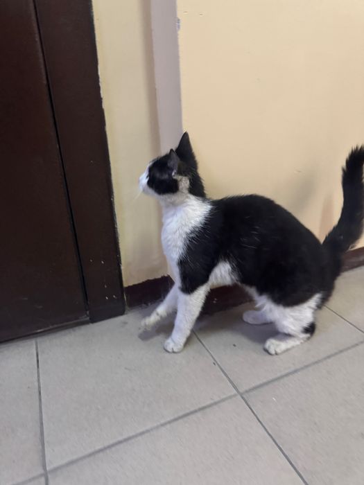 Мысықты асырап алатын адам болса