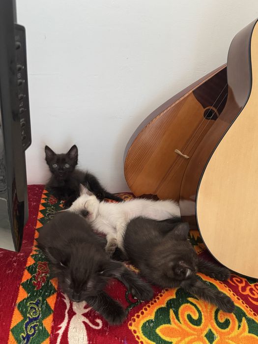 Отдам котят бесплатно