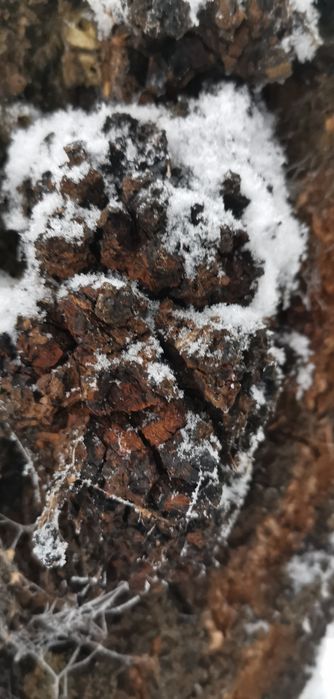 Chaga - Inonotus obliquus