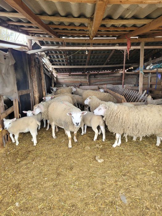 Vand berbecuti si mielute Texel de prasila line Marea Britanie