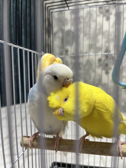 Волнистые попугайчики вместе с парой.