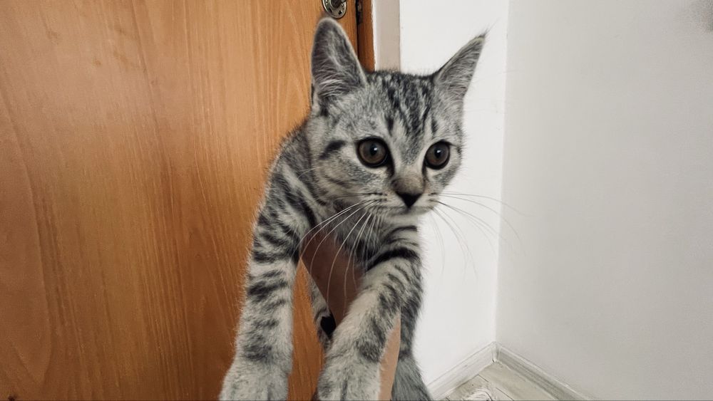 Котенок скоттиш фолд, если покупаете могу скинуть фото