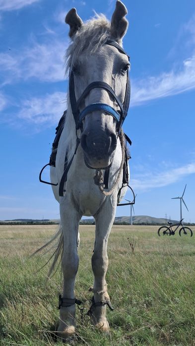 Сәлеметсіңдерме ат сатылады!