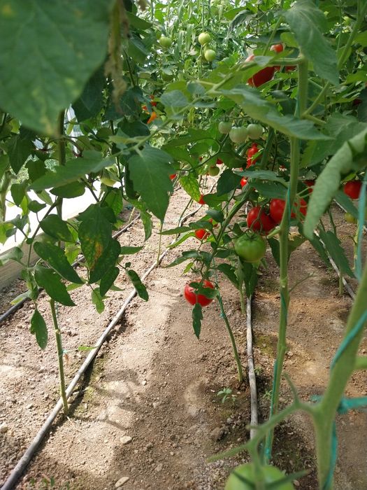 Roșii românești dulci bio!