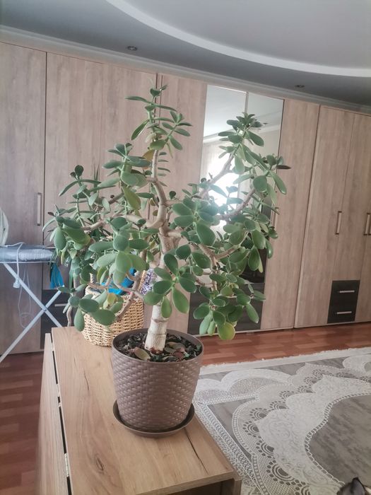 Продам алоэ, денежное дерево