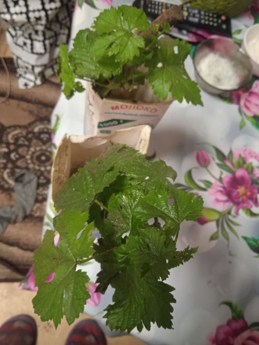 Садовые растения