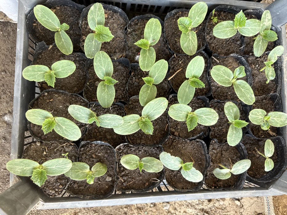 Рассада огурцы