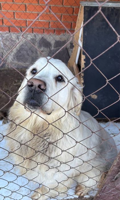 Золотистый ретривер в добрые руки!