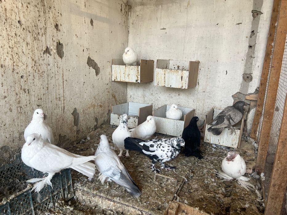 Срочно продам голубей