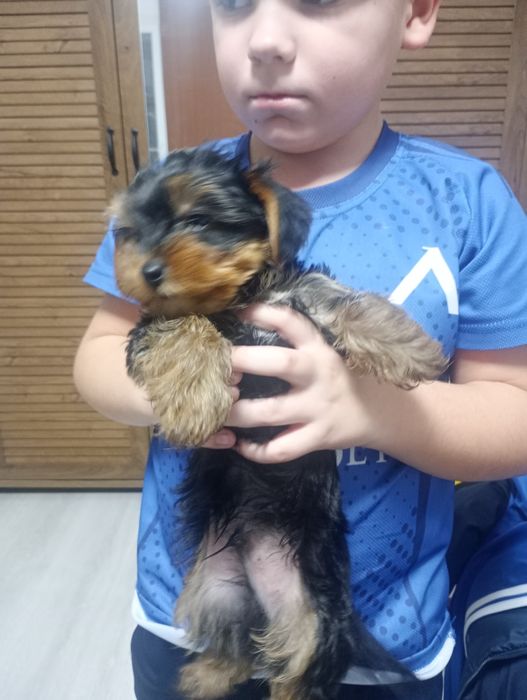 Йорки момче родено на 30 .10 .2025г с паспорт и ваксини!