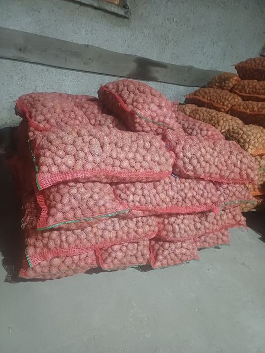 Cartofi sământa Alb si Rosu