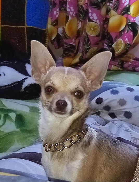 Передержка собак.